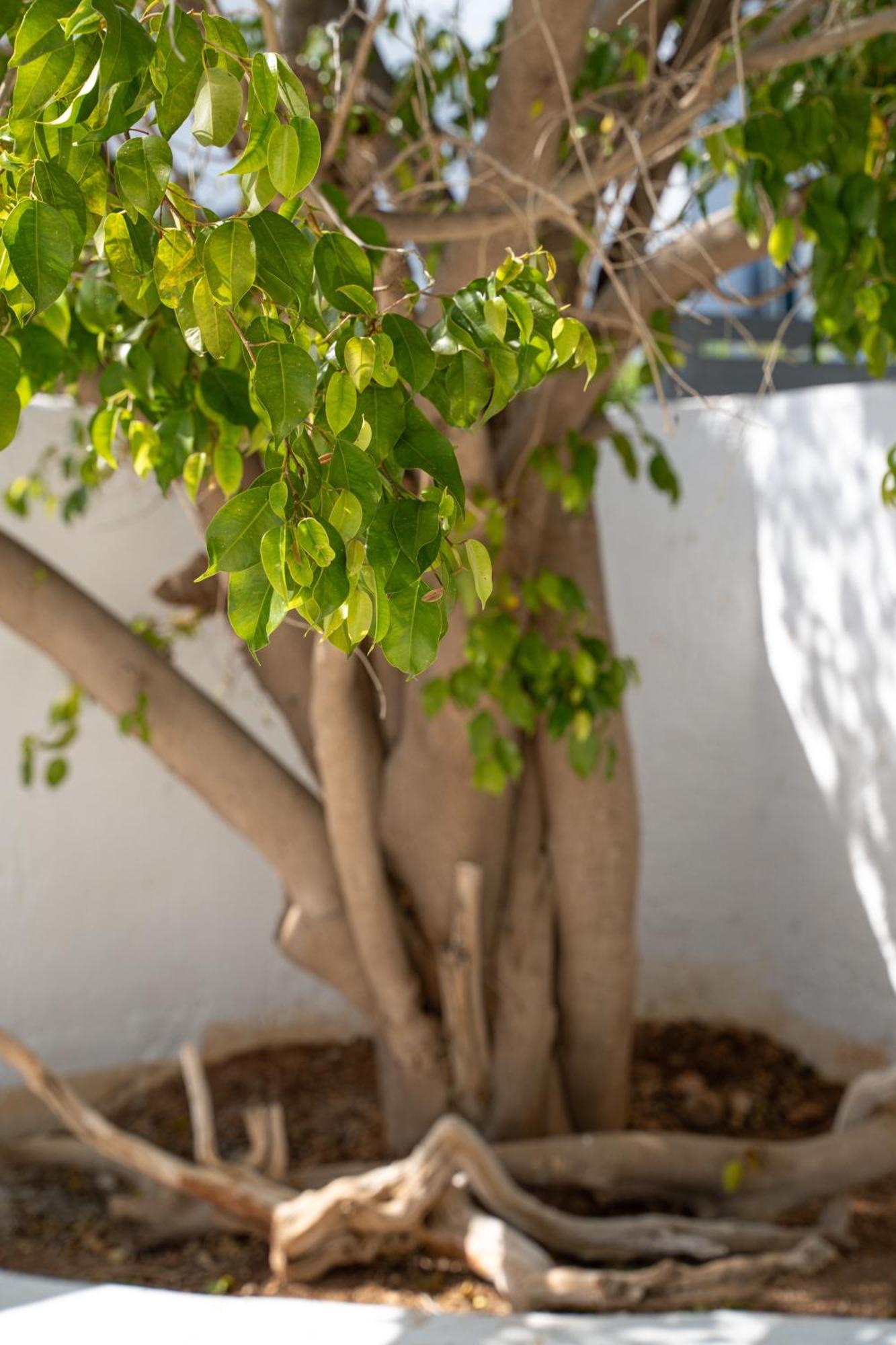 Apollonas & Sibylla Villa Chorio  エクステリア 写真